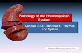 Pathology of the Hematopoietic Systempeople.upei.ca/smartinson/Hemat-L3-13_Shannon.pdf · –Composed of epithelial tissue and lymphoid tissue ... •Primary - trauma •Secondary