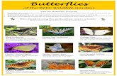Butterflies - Kenyon College · Butterflies of the BFEC Wildlife Garden Tips for Butterfly Viewing Butterflies vary in their relative abundance and season; visit the Garden often