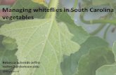 Managing whiteflies in South Carolina vegetablesWhitefly eggs/plant 250 200 150 100 50 0 Metallic White Black Blue Green * * * * * * Mulch trial – no choice, no plant. Mulch Type
