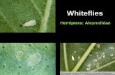 Whiteflies - Colorado State University...Common Whiteflies found in Greenhouses in North America •Greenhouse whitefly (Trialeurodes vaporariorum) •Sweetpotato whitefly (Bemisia