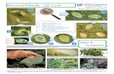 Silverleaf Whitefly - Life CycleSilverleaf Whitefly, Bemisia tabaci Predators such as lacewing larvae, lady beetles and larvae, mites, and spiders naturally control silverleaf whitefly