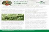 Managing Whiteflies in Vegetable Crops · » The greenhouse whitefly, sweetpotato whitefly, and bandedwinged whitefly are the most damaging species of whitefly on vegetable crops