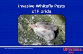 Invasive Whitefly Pests of Floridaentnemdept.ufl.edu/hodges/Collaborative/Documents/whitefly_homeowners.pdf · •Rugose spiraling whitefly and ondar [s nesting whitefly –Less rain