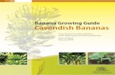 cavendish bananas cover - Department of Primary Industries...winds on a workable slope. Banana from weeds. range for soil pH is 5.5 to 6.5. The soil plants are susceptible to blow