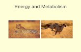 Energy and Metabolism - Phoenix College 181... · Energy Releasing Pathways Anaerobic Respiration • Anaerobic Respiration: 2 ATP’s produced. • Commonly known diseases caused