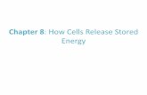 Chapter 8: How Cells Release Stored Energy · Chapter 8: How Cells Release Stored Energy. ATP Is Universal Energy Source ... Anaerobic Energy-Releasing Pathways Fig. 8-2, p.124 Main