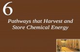 Pathways that Harvest and Store Chemical Energylindblomeagles.org/ourpages/auto/2013/10/24...pathways. Chemical energy available to do work is termed free energy (G). Concept 6.1 ATP,