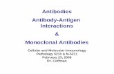 Antibodies Antibody-Antigen Interactions Monoclonal …njms.rutgers.edu/gsbs/olc/mci/prot/2009/AbAgGrad2009.pdfAntibodies Antibody-Antigen Interactions & Monoclonal Antibodies Cellular