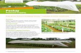 Pechay - AHR · 2017-11-20 · FARER FACTSHEET Pechay 2 Protected Cropping Field Production Land preparation Plow and harrow twice, one week apart, to break down soil clods, level