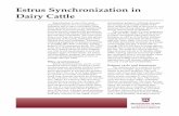 P2807 Estrus Synchronization in Dairy Cattle...Estrus Synchronization in Dairy Cattle used to identify animals in estrus and to establish the proper time for insemination. Several