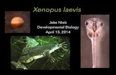 Jake Nieb Developmental Biology April 15, 2014 · – Lancelot Hogben (comparative endocrinologist) – Urine injected into female hind leg, chorionic gonadotropin causes Xenopus