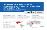 TOMATO BROWN RUGOSE FRUIT VIRUS (ToBRFV) · 2019-04-04 · 5 SUMMARY: KEY POINTS ABOUT ToBRFV 1. ToBRFV, is a highly virulent very aggressive virus that can cause severe infection