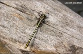 Lancet Clubtail - Dragonflies of Northern Virginia Documents/KevinPDF/pdf... · Notes from the field – Lancet Clubtail: I spent several years looking for this species along rivers,