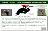 Meet “Billy” The Pileated Woodpeckernrca.uconn.edu/students/documents/ALLbirdsigns.pdf · Meet “Billy” The Pileated Woodpecker Fun Facts •His favorite meal is the Carpenter