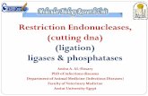 Restriction Endonucleases, (cutting dna) (ligation ... from gene to protein/2-ligation.pdf · Restriction Endonucleases,(cutting dna) (ligation) ligases & phosphatases Amira A. AL-Hosary