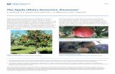 The Apple (Malus domestica, Rosaceae) - University of Floridaedis.ifas.ufl.edu/pdffiles/MG/MG07300.pdf · The Apple (Malus domestica, Rosaceae) 3 Propagation and Planting Apple cultivars