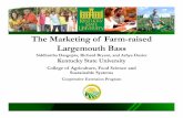 The Official Marketing of Farmraised Largemouth Bass · • Obtained farm-raised largemouth bass from a commercial farm in Kentucky • Two fish and a questionnaire were distributed
