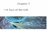 Chapter 7 A Tour of the Cell - Quia · 2020-01-08 · Chapter 8 Membrane Structure and Function. Cell Membrane A. Phospholipid bilayer AMPHIPATHIC molecule 1. polar head (hydrophillic)