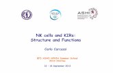NK cells and KIRs: Structure and Functionss/ISS_Sep_2013_Carcassi_NK_KIR.pdf · NK cells and KIRs: Structure and Functions EFI-ASHI-APHIA Summer School 2013 Stintino 16 – 18 September