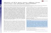 Ablation of XP-V gene causes adipose tissue senescence and ... · Ablation of XP-V gene causes adipose tissue senescence and metabolic abnormalities Yih-Wen Chena, Robert A. Harrisb,
