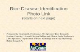 Rice Disease Identification Photo Link · Rice Disease Identification Photo Link (Starts on next page) • Prepared by Don Groth, Professor, LSU AgCenter Rice Research Station, Crowley,
