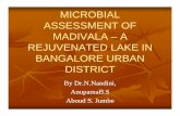 MICROBIAL ASSESSMENT OF MADIVALA –– A REJUVENATED …wgbis.ces.iisc.ernet.in/energy/lake2008/program/Lake2008_Presentations/... · ASSESSMENT OF MADIVALA –– A REJUVENATED