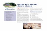 Guide to Raising Dairy Sheep (A3896-01) · 2017-07-17 · the other lambing in the fall. This system more efficiently utilizes high-cost milking equipment and the milking parlor.