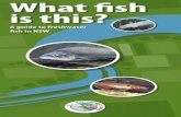 What Fish is This? · Fish friendly farms a guide to freshwater fish in NSW 3 The ‘fish friendly farms’ team has produced this guide to help you identify native fish that could