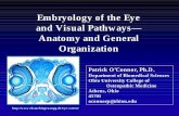 Embryology of the Eye and Visual Pathways— Anatomy and ... Peds Eye Embryo.pdfApr 16, 2003  · Embryology of the eye Extraocular muscles Visual reflexes Pupillary Light Reflex Near
