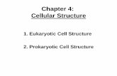Chapter 4: Cellular Structure Chapter 4.pdfThe Golgi Complex Proteins destined to leave ER next go to the Golgi • transported in vesicles, next stop in “secretory pathway” •