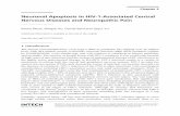 Neuronal Apoptosis in HIV-1-Associated Central Nervous ...cdn.intechopen.com/pdfs/44698/InTech-Neuronal... · Neuronal Apoptosis in HIV-1-Associated Central Nervous Diseases and Neuropathic