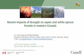 Recent impacts of drought on aspen and white spruce forests in … · 2018-10-12 · Recent impacts of drought on aspen and white spruce forests in western Canada E.H. (Ted) Hogg