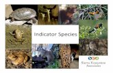 Indicator Species BOS 102210...Indicator Species indicator species tell us something about the biological conditions in anin an area and how those conditions change 10/25/2010 What