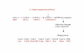 C. elegans apoptosis pathway EGL-1 CED-9 CED-4 CED-3 ... documents/Franc.pdfC. elegans apoptosis pathway EGL-1 BH3 CED-9 BCL2 CED-3 CASPASE-9 CED-4 APAF-1 Effector caspases Subtrates