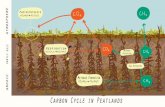 Carbon Cycle in Peatlands - Wikimedia · atmosphere partly oxic anoxic Carbon Cycle in Peatlands Photosynthesis CO 2 +6H O 6O +C 6 H 12 O Respiration Methane Oxidation Gas Diffusion