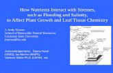 How Nutrients Interact with Stresses, such as Flooding and ... Nyman...How Nutrients Interact with Stresses, such as Flooding and Salinity, to Affect Plant Growth and Leaf Tissue Chemistry.