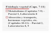 Fisiología vegetal (Caps. 7-11)academic.uprm.edu/~dkolterman/biol3435/Caps7-9.pdf · la luz vs. “reacciones en la oscuridad” Calvin y sus colaboradores ... Nobel, 1961 Chlorella