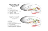 Cranial Nerves from Brain to ForaminaCranial Nerves from Brain to Foramina . DESTINATION OF CRANIAL NERVES Nose Orbit Lower orbit Cavernous sinus Pterygopalatine fossa Middle ear Base