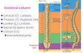 Vertebral column - 國立臺灣大學homepage.ntu.edu.tw/~anatomy/teacher/hsieh/ANOTOMY/Bone_Vertebrae.pdf · transverse foramens Through transverse foramens of C1-6; but no C7 (only