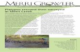Platypus rescued then surveyed in Merri Creek · 2017-10-31 · The Friends of Merri Creek Newsletter May – July 2012 Platypus rescued then surveyed in Merri Creek After a platypus
