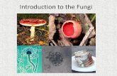 Introduction to the Fungi - davidbogler.com · Introduction to the Fungi . General Characteristics ... Reproductive structure Spore-producing structures Hypha e Mycelium 20 µm Structure