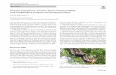 Bornean orangutans: primary forest in Danum Valley and ... · 478 Primates (2019) 60:477–483 1 3 1974lm“SandakanHachibanShokan(Brothel8)”was directedbyKeiKumai.TheactressKinuyoTanakagavean