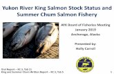 Yukon River King Salmon Stock Status and Summer Chum ... · King salmon harvest and escapement summary •King salmon harvests have been below ANS since 2009 •Escapement goals generally