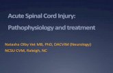 Acute Spinal Cord Injury: Pathophysiology and treatment · Outline Pathophysiology of acute spinal cord injury Treatment options for contusive and ischaemic injury Disc disease: summary