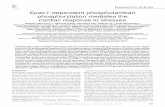 Epac1-dependent phospholamban phosphorylation mediates the …dm5migu4zj3pb.cloudfront.net/manuscripts/64000/64784/JCI... · 2014-05-16 · Epac1-dependent phospholamban phosphorylation