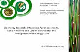 Bioenergy Research: Integrating Agronomic Traits, Gene ... · Bioenergy Research: Integrating Agronomic Traits, Gene Networks and Carbon Partition for the ... Java India Modern Breeding
