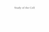 Study of the Cellexercise: observe methylene blue and potassium permanganate) • Diffusion across cell membrane depends upon solubility, size, concentration gradient, etc. Diffusion