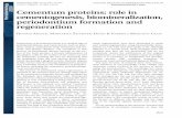 Cementum proteins: role in cementogenesis ...s9ab564d99fcaaf1d.jimcontent.com/download/version... · Cementum proteins: role in cementogenesis, biomineralization, periodontium formation