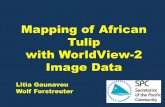 Mapping of African Tulip with WorldView-2 Image Datastar.gsd.spc.int/.../170626_MappingAfricanTulip.pdfSummary •Mapping of African tulip is possible also outside the flowering season