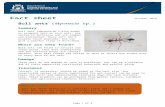 October 2019 - agric.wa.gov.au sheet - Bull a…  · Web viewRed imported fire ants (Solenopsis. invicta) One of the most serious ant pests in the world. These ants are aggressive,